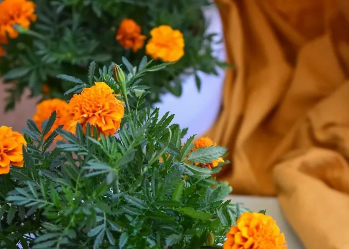 Happinest Private * Kálymnos