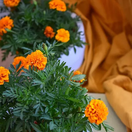 Happinest Private * Κάλυμνος